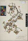 Foto von Salix herbacea L.